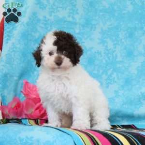 Checkers, Toy Poodle Puppy